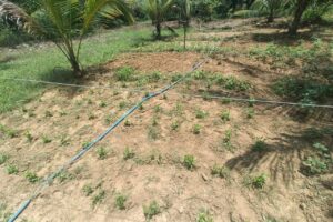 Livelihood Support