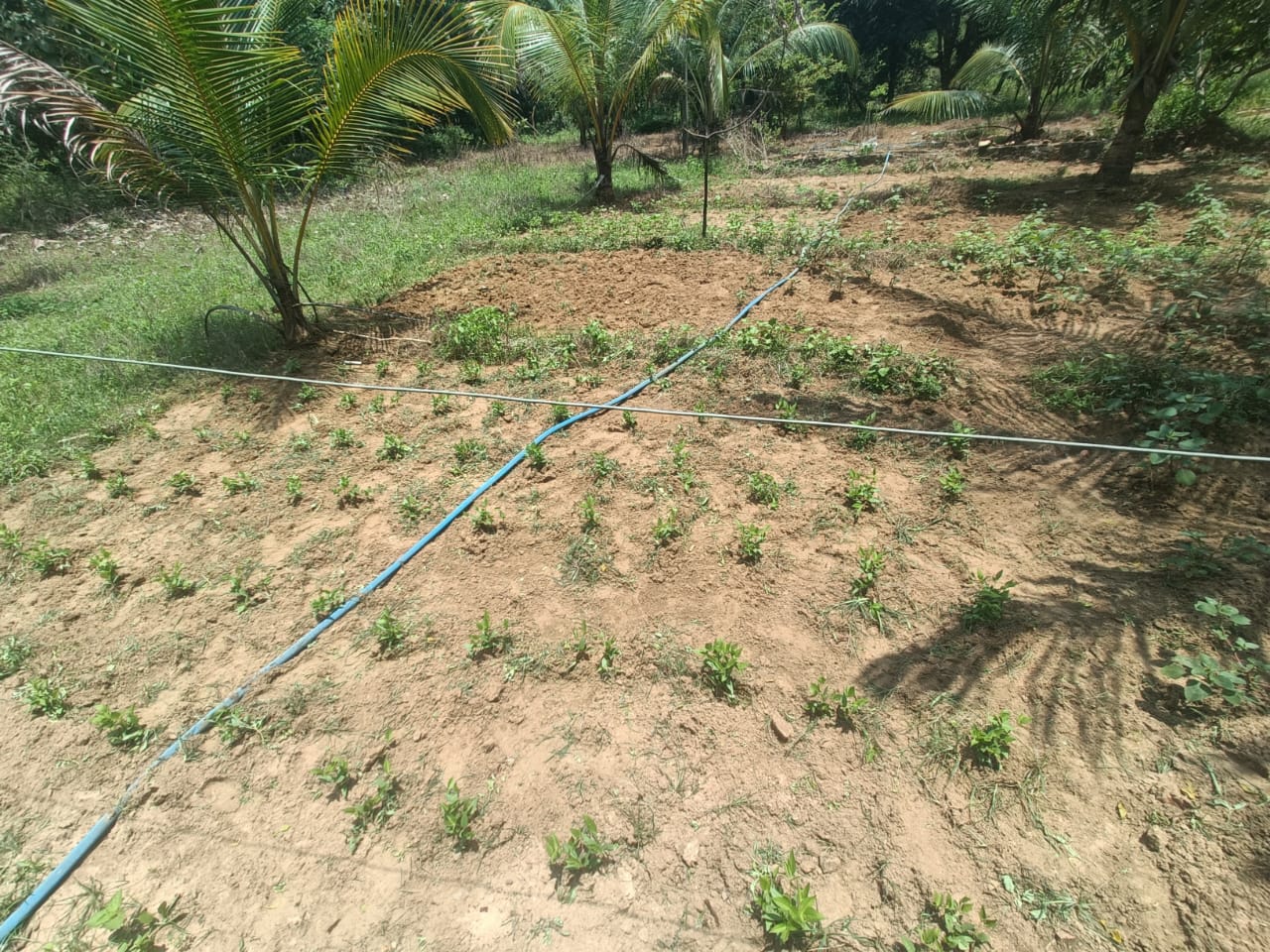 Livelihood Support