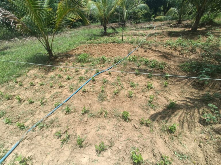 Livelihood Support